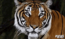 Unimpressed Tiger GIF