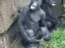 GIF
