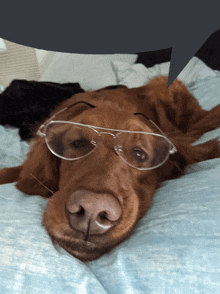 Speech Bubble Dog GIF - Speech Bubble Dog Glasses GIFs