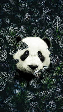 панда в винограде GIF