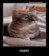 a cat is laying on a blanket with a caption in russian