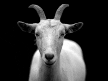 Goat Savio S Kalloor GIF - Goat Savio S Kalloor GIFs