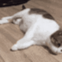 Keel Over Falling GIF - Keel Over Falling Cat GIFs