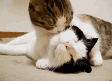 秀恩爱，猫咪，舔毛 GIF - Pda Cat Kitten GIFs
