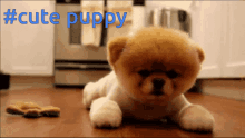 Cute Puppy Dog GIF - Cute Puppy Dog Awwwwww GIFs
