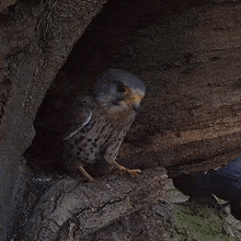 Going Out Of My Nest Kestrels GIF