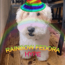 a white dog wearing a rainbow fedora hype