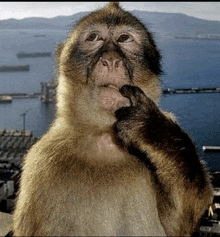 a close up of a monkey looking at the camera