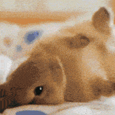 Rabbit Bunny GIF - Rabbit Bunny Bnuuy GIFs