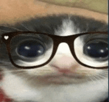 a close up of a cat wearing glasses