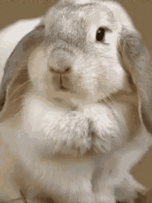 Bunny Cute GIF - Bunny Cute Sniffing GIFs