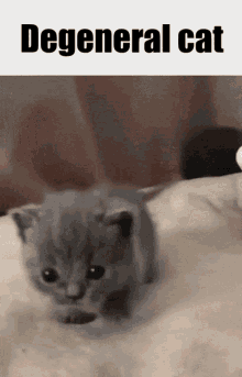 Degen Kingdom Tiny Cat GIF - Degen Kingdom Tiny Cat Catpat GIFs