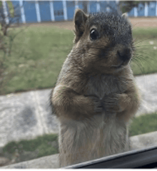 a squirrel is standing on its hind legs looking out a window .