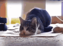 Wiggle Wiggle Cat GIF - Wiggle Wiggle Cat Pounce GIFs