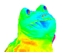 a colorful frog with a red tongue sticking out looks up at the camera