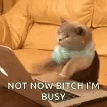 Not Now Busy GIF - Not Now Busy Cat GIFs