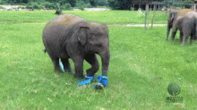 Funny Animals Elephant GIF - Funny Animals Elephant GIFs