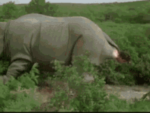 Rhino Birth GIF - Rhino Birth Ace GIFs