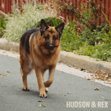 walking rex diesel vom burgimwald hudson and rex running