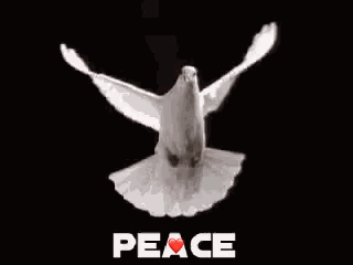 Wht is peace for you??
