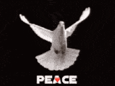 Yes Peace GIF