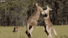 Kangaroo Fight GIF - Kangaroo Fight Kick GIFs