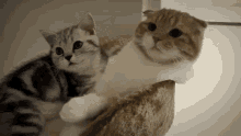 Surinoel Cat Shaking Head GIF