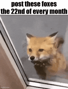 a fox is looking out of a window with a caption that says post these foxes the 22nd of every month