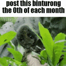a picture of a squirrel with the words post this binturong the oth of each month on the bottom
