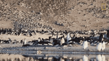 Many Penguins Continent7 GIF