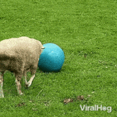 Playing Sheep GIF - Playing Sheep Viralhog GIFs
