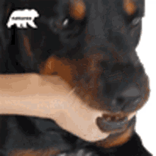 rottweiler playing