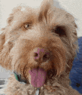 a close up of a dog 's face with its tongue hanging out