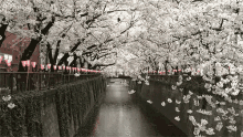 Sakura GIF - Flowers Pretty Sakura GIFs