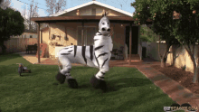 dancing zebra