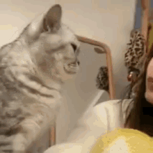 Cat Cat Headbutt GIF - Cat Cat Headbutt Cat Love GIFs
