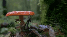 Pepe Mushroom Pepe Wizard GIF - Pepe Mushroom Pepe Wizard Pepe Rain Wizard GIFs