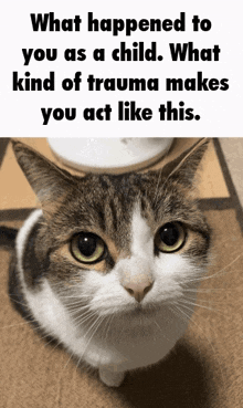 a cat with the words what happened to you as a child