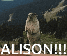 a groundhog standing on its hind legs with the word alison above it