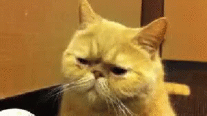 Ağlayan Kedi GIF - Aglayan Kedi Uzgun - Discover & Share GIFs