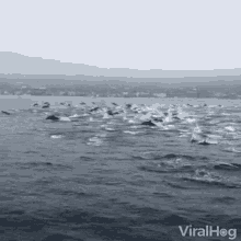 Dolphins Ocean GIF - Dolphins Ocean Group Of Dolphins GIFs
