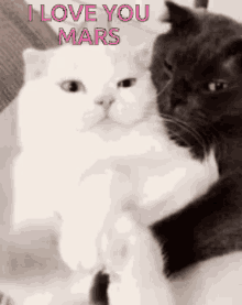 I Love You Mars Cat GIF - I Love You Mars Cat GIFs