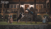 Humping Objects Bug GIF - Humping Objects Bug Hunter GIFs