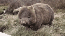 My Cute Wombat GIF - Cute Wombat Animal GIFs
