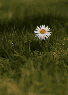 Daisy Flower GIF - Daisy Flower Grass GIFs