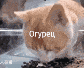 огурец салёный кот GIF - огурец салёный кот смешно GIFs
