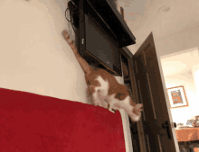 Cat Play GIF - Cat Play Jump GIFs