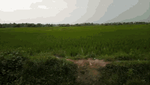 a green field with trees in the background