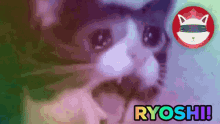 Ryoshi Cat GIF - Ryoshi Cat Vision GIFs