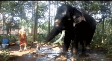 Elephant Senthil GIF - Elephant Senthil Elephantwish GIFs